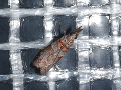 Calguia defiguralis
