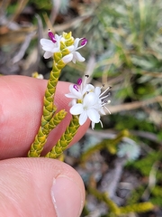 Veronica lycopodioides