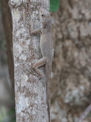 Anolis cristatellus