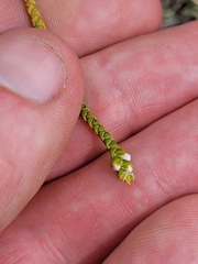 Veronica lycopodioides