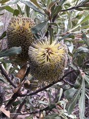 Banksia ornata