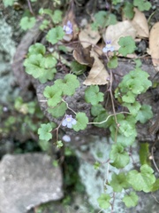 Cymbalaria muralis