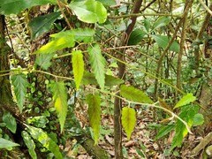 Rubus swinhoei