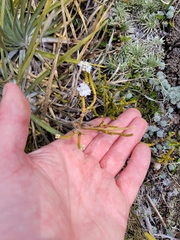 Veronica lycopodioides