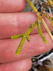 Veronica lycopodioides