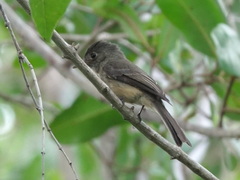 Contopus latirostris