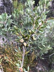 Leptospermum coriaceum
