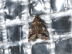 Elophila responsalis