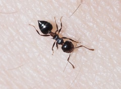 Crematogaster pilosa