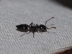 Crematogaster pilosa
