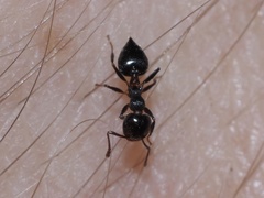 Crematogaster pilosa