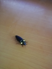 Pyrophorus noctilucus