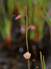 Utricularia bifida
