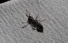 Crematogaster pilosa