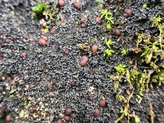 Fuscopannaria coralloidea