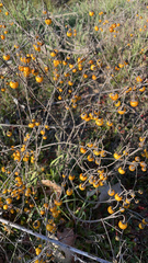 Solanum elaeagnifolium