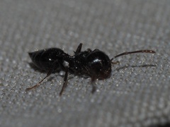 Crematogaster pilosa