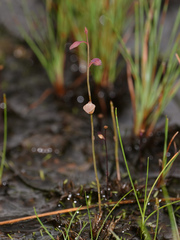 Utricularia bifida