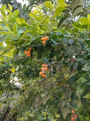 Duranta erecta