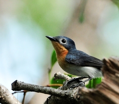 Myiagra ruficollis