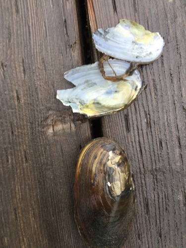 Anodonta kennerlyi