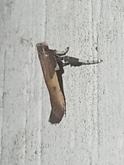 Caloptilia azaleella