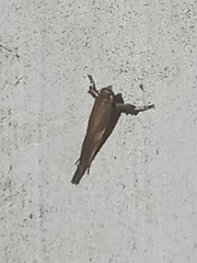 Caloptilia azaleella