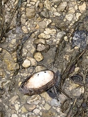 Sagittunio subrostratus