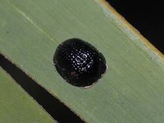 Hemisphaerota cyanea