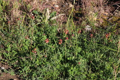 Indigofera complanata