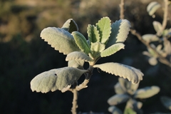 Eriodictyon crassifolium