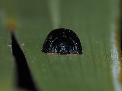 Hemisphaerota cyanea