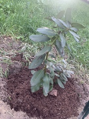 Arbutus menziesii