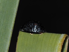 Hemisphaerota cyanea