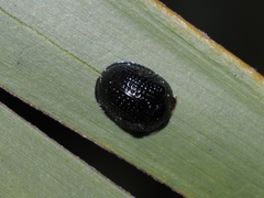 Hemisphaerota cyanea