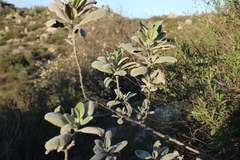 Eriodictyon crassifolium