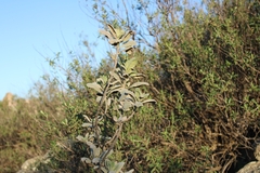 Eriodictyon crassifolium