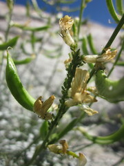 Astragalus tricarinatus