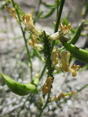 Astragalus tricarinatus