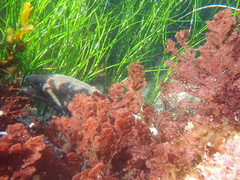 Gymnothorax mordax