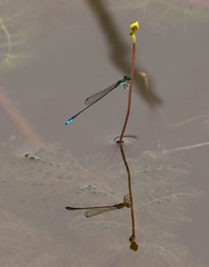 Aciagrion borneense
