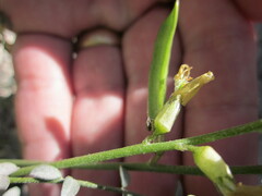 Astragalus tricarinatus