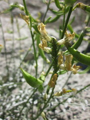 Astragalus tricarinatus