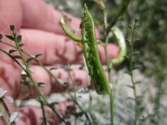 Astragalus tricarinatus