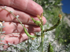 Astragalus tricarinatus