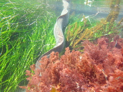 Gymnothorax mordax
