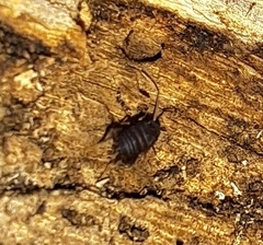 Myrmecophilidae