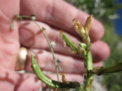 Astragalus tricarinatus