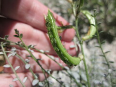 Astragalus tricarinatus