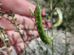 Astragalus tricarinatus